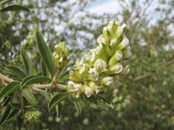 Image of Otholobium striatum (Thunb.) C. H. Stirt.