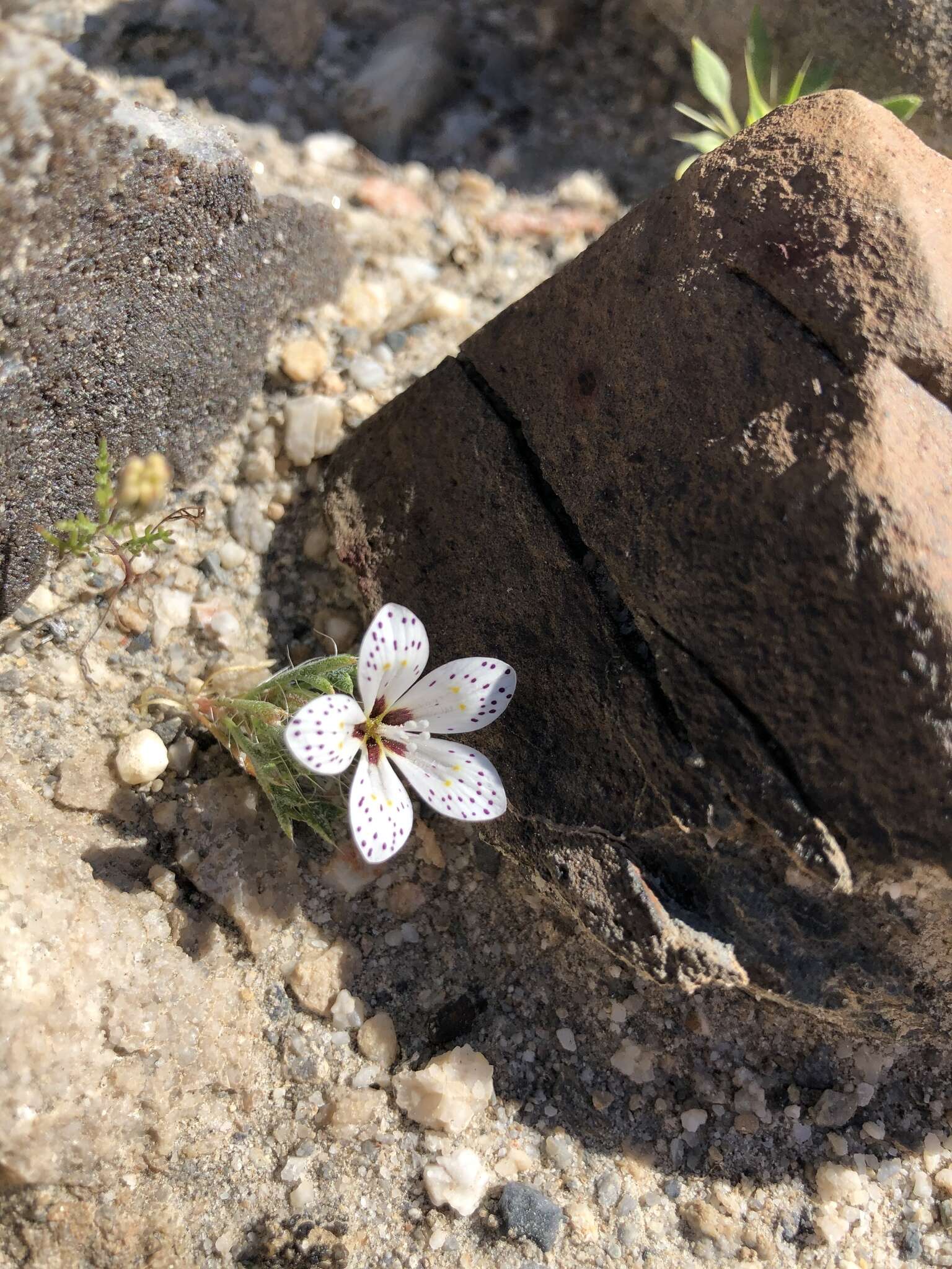 Image of Great Basin langloisia