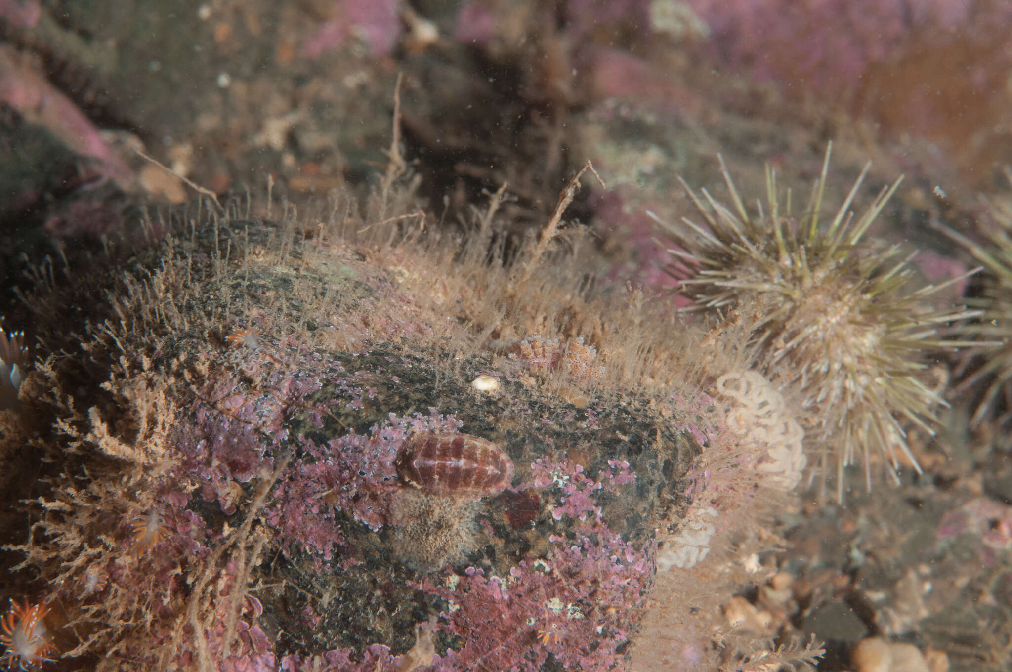 Image of lined red chiton