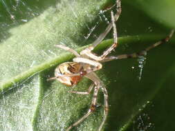 Image of Theridion pyramidale L. Koch 1867