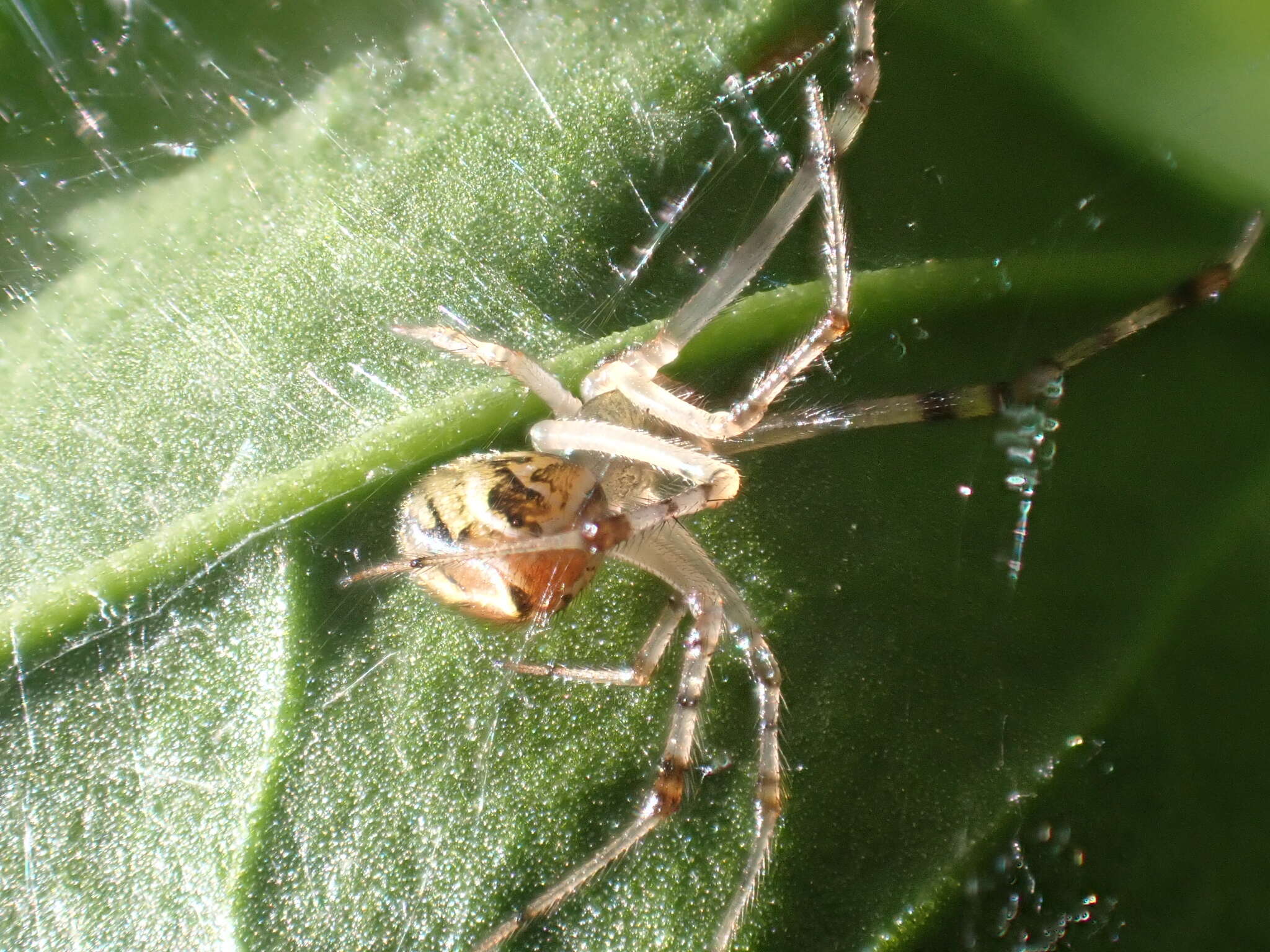 Image of Theridion pyramidale L. Koch 1867