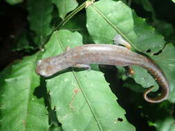 Image of Bolitoglossa equatoriana Brame & Wake 1972