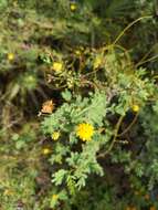 Слика од Vachellia farnesiana var. pinetorum (F. J. Herm.) Seigler & Ebinger