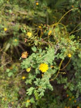 Image of pineland acacia