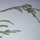 Image of Cliffortia linearifolia Eckl. & Zeyh.