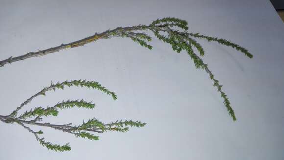 Image of Cliffortia linearifolia Eckl. & Zeyh.