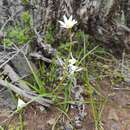 Image of Tristagma gracile (Phil.) Traub