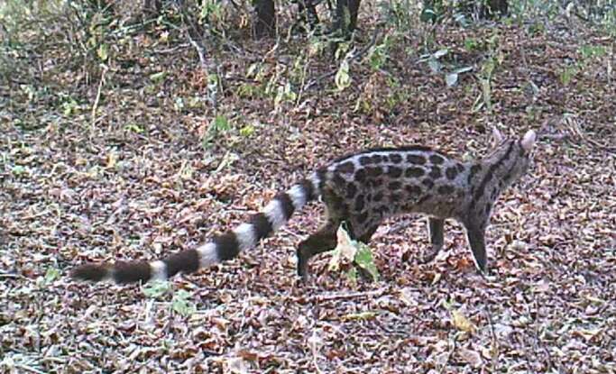 Image of Blotched Genet