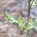 Image of Senecio martirensis T. M. Barclay