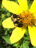 Image of Common Eastern Bumblebee