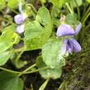 Image de Viola affinis Le Conte