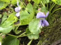 Image of Sand Violet