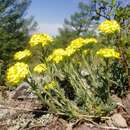 Image of Alyssum lenense Adams