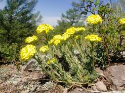 Sivun Alyssum lenense Adams kuva