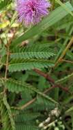 Image of Mimosa quadrivalvis var. occidentalis (Wooton & Standl.) Barneby