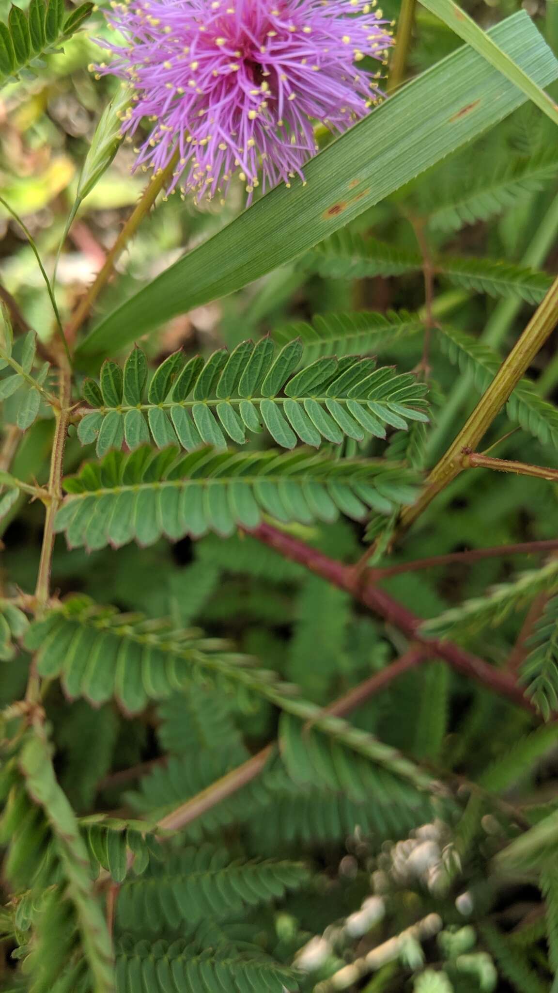 Image of Mimosa quadrivalvis var. occidentalis (Wooton & Standl.) Barneby