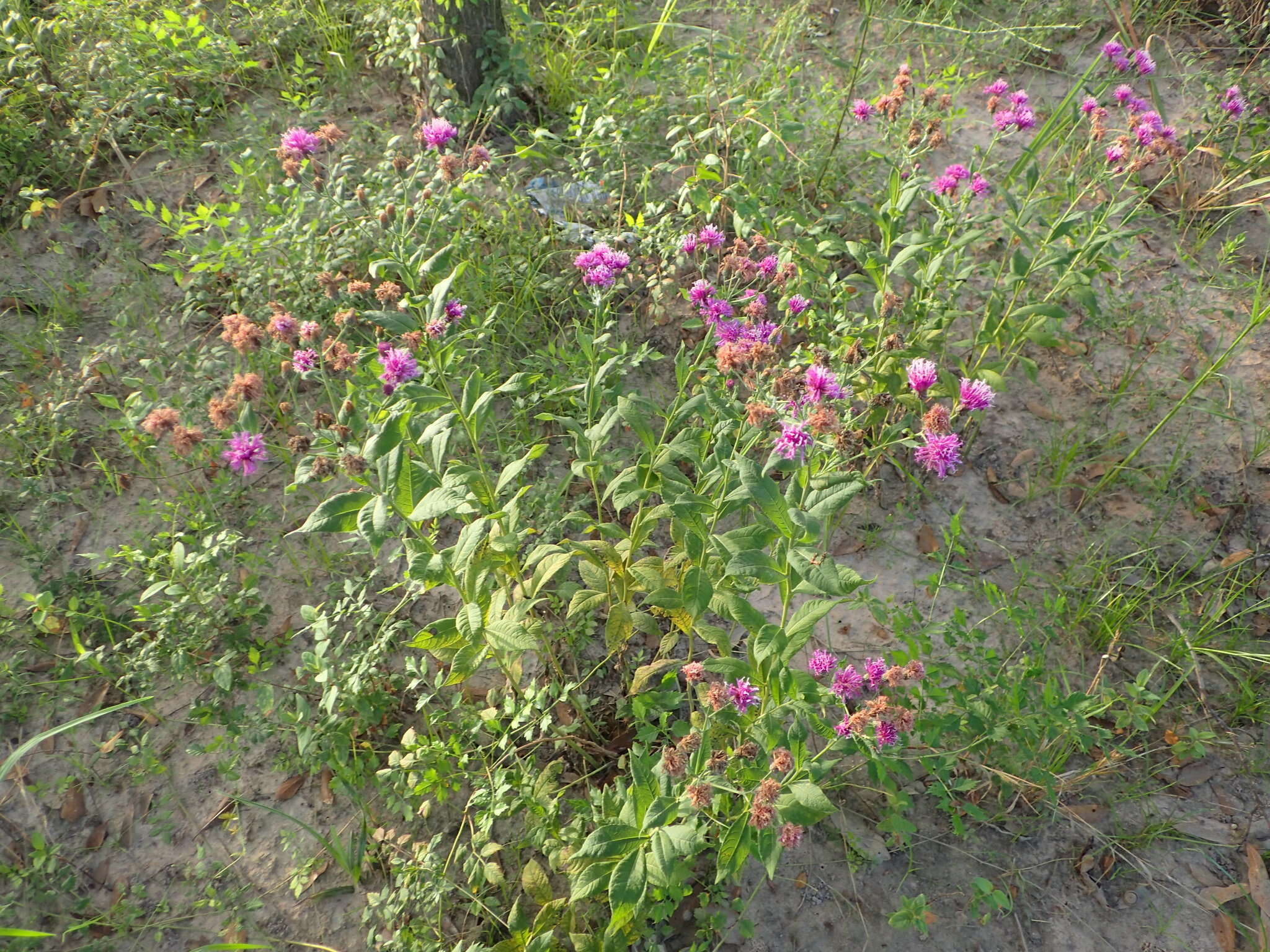 Image of Missouri ironweed