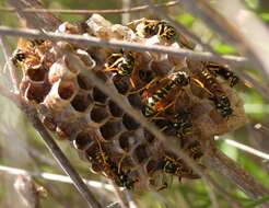 Image of Polistes associus Kohl 1898