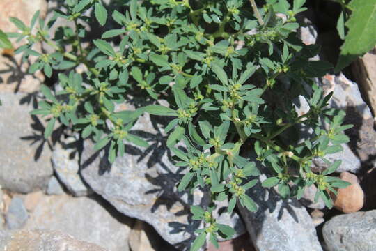 Image of squareseed spurge