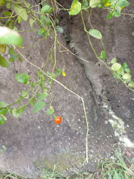 Image of Solanum brevifolium Humb. & Bonpl. ex Dun.