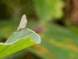 Image of Prosotas dubiosa lumpura (Corbet 1938)