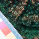 Image of Knobby cactus coral