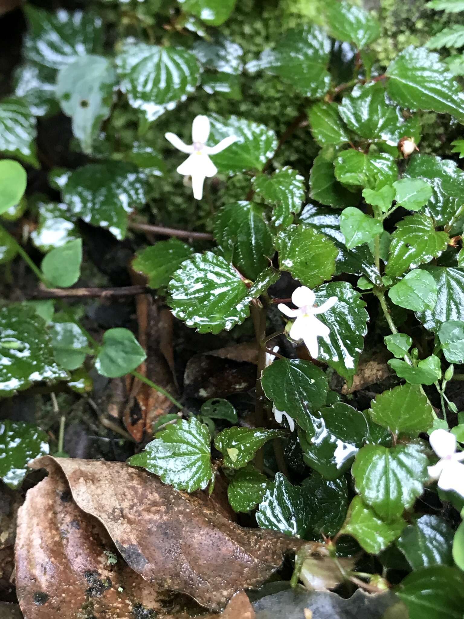 Image of Impatiens bequaertii De Wild.