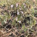 Image of California dwarf-flax