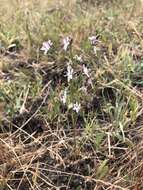 Image of California dwarf-flax