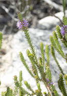 Image of Stilbe ericoides (L.) L.