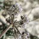 Image of bentonite desertparsley