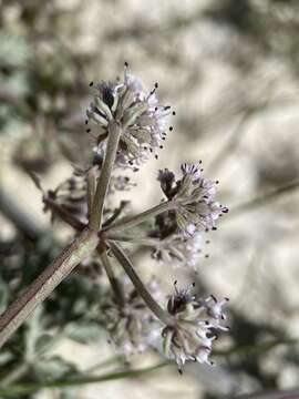 Image of bentonite desertparsley