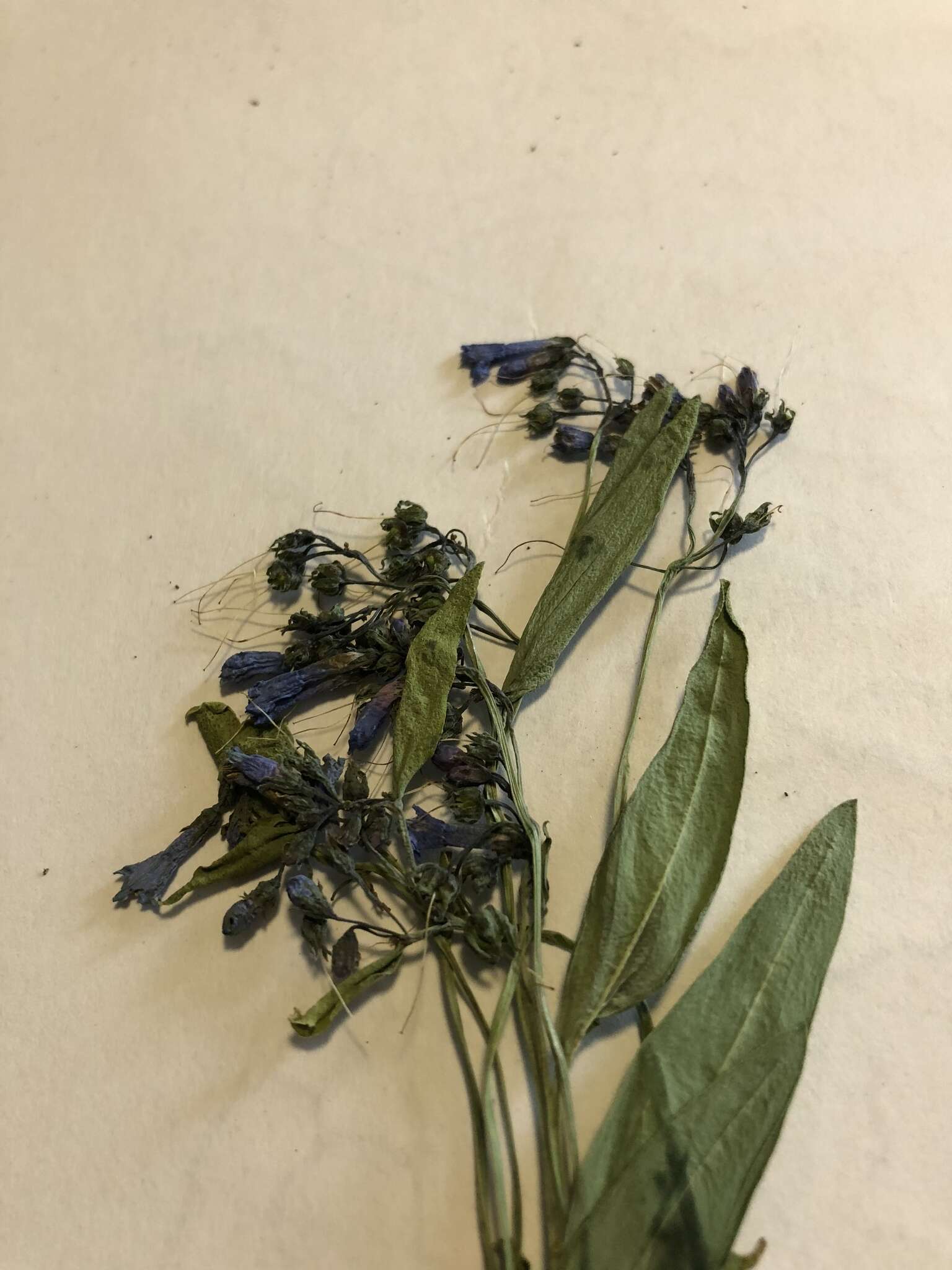 Image of prairie bluebells