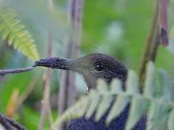 Image of Long-billed Thrush