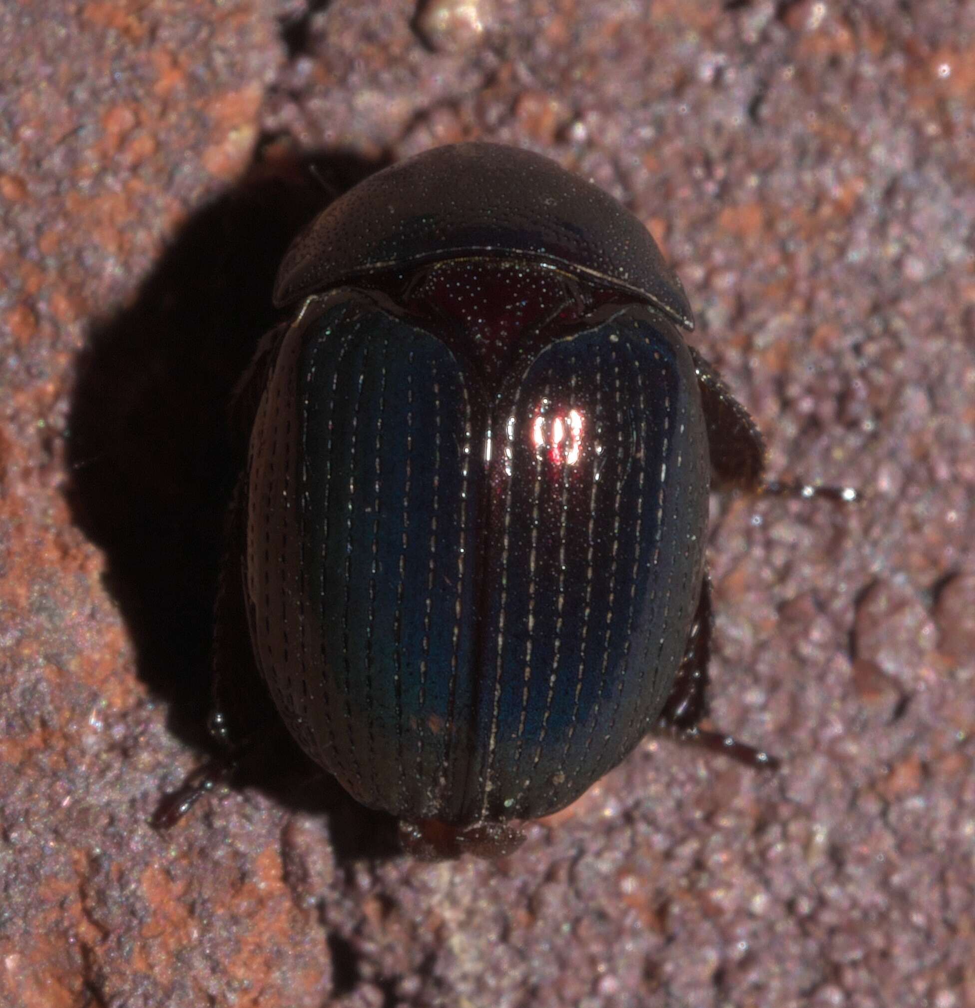 Image of Germarostes aphodioides (Illiger 1800)