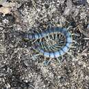 Imagem de Scolopendra viridis viridis Say 1821