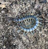 Image of Scolopendra viridis viridis Say 1821