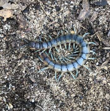 Imagem de Scolopendra viridis viridis Say 1821