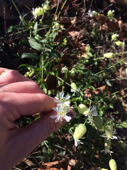 Imagem de Silene latifolia Poir.