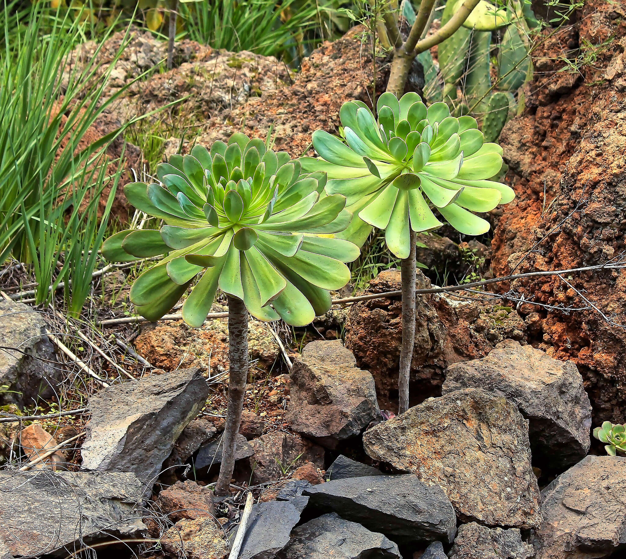 Image of Aeonium urbicum (Chr. Sm. ex Hornem.) Webb & Berth.