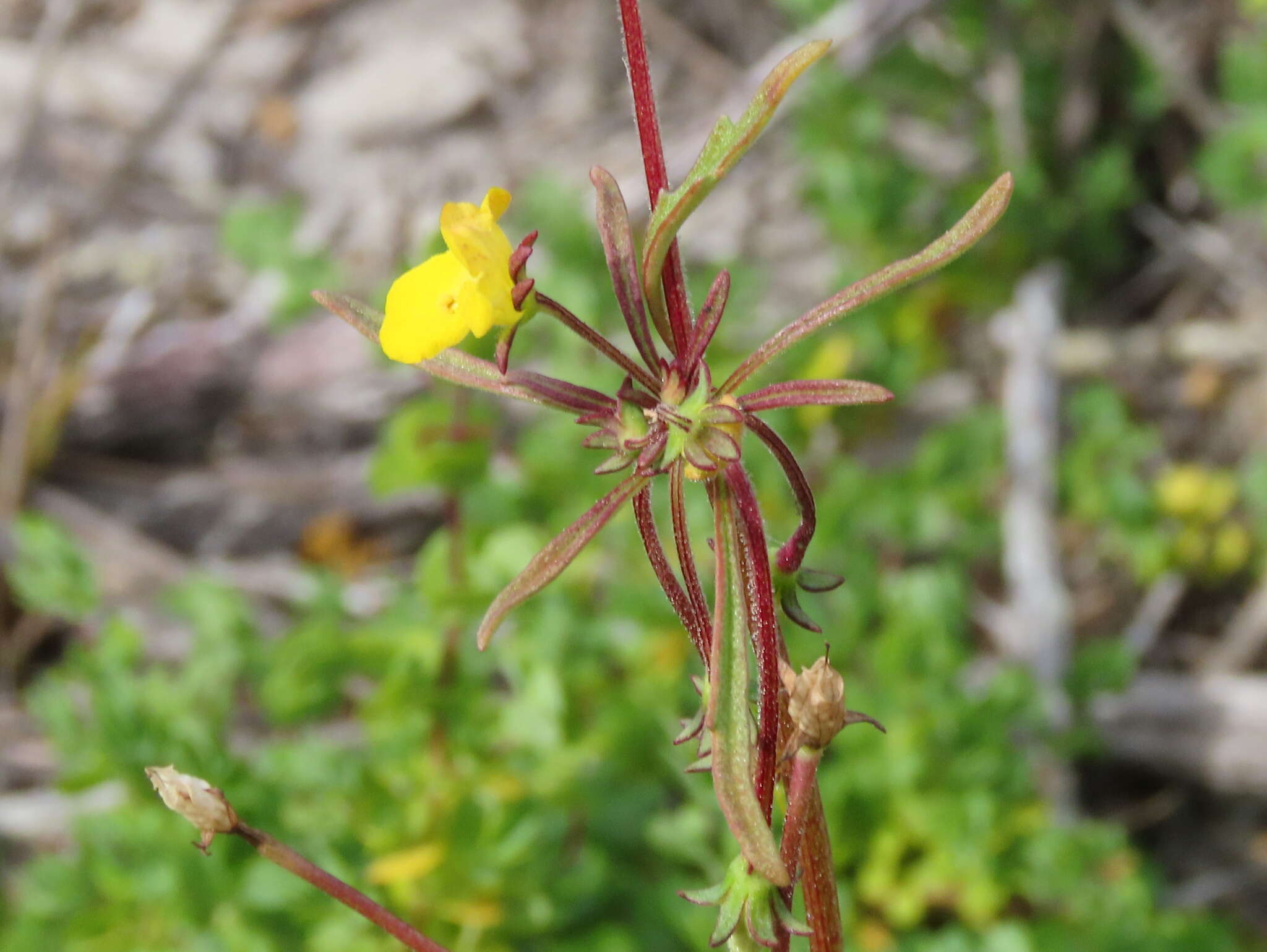 Imagem de Hemimeris sabulosa L. fil.