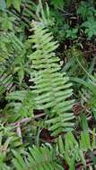 Image of Asian sword fern