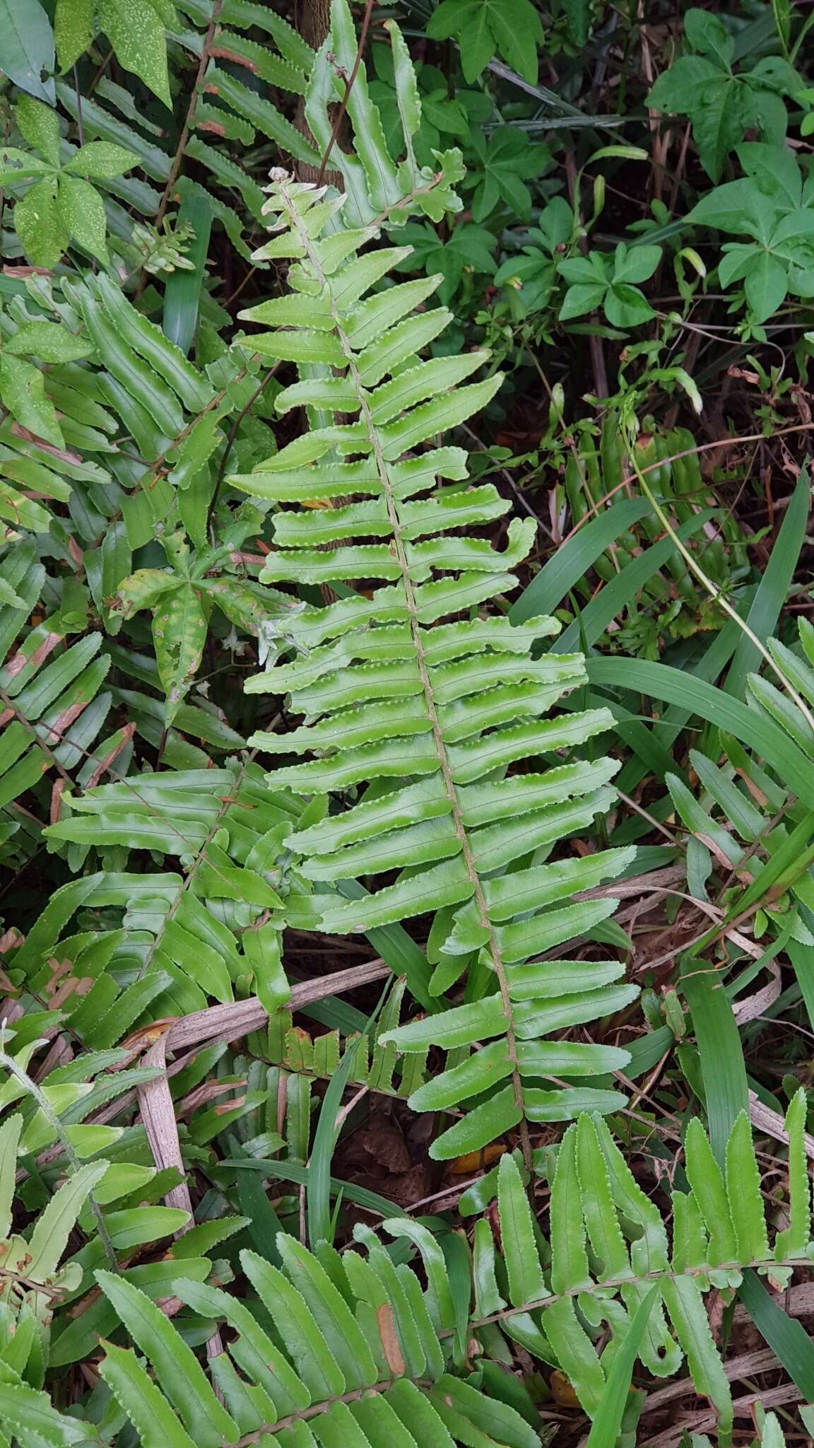 Imagem de Nephrolepis brownii (Desv.) Hovenk. & Miyam.