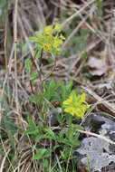 Слика од Euphorbia altaica Ledeb.