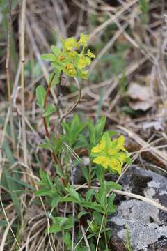 Слика од Euphorbia altaica Ledeb.