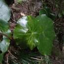 Image of Begonia squamipes Irmsch.