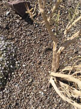 Image of Aloysia deserticola (Phil.) Lu-Irving & N. O'Leary