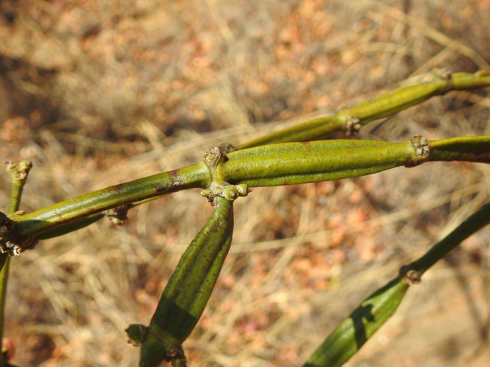 Image of Viscum combreticola Engl.