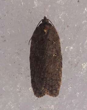 Acleris caliginosana Walker 1863的圖片