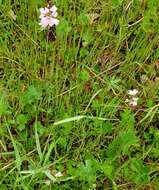 Image of dwarf checkerbloom